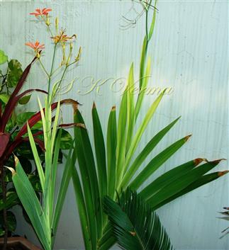  Plants